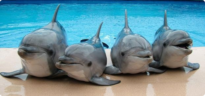 Дельфинарий «Морская звезда»